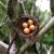 Nest of the Golden Goose